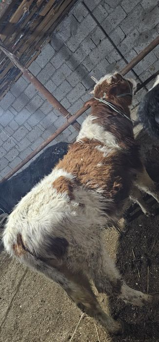 Симменталь пародалы  өгіз сатылады