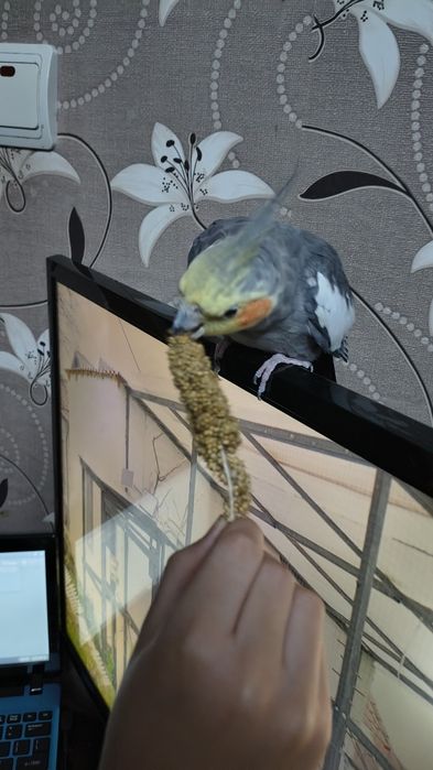 vând papagal nimfă cu tot cu cușcă