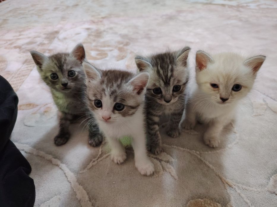 Котята срочно отдам