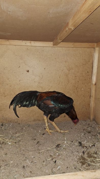 Дакан Тулле йахшиси йири нарса бут бутун