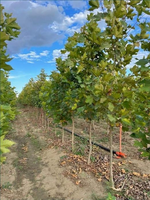 Platani cei mai ieftin