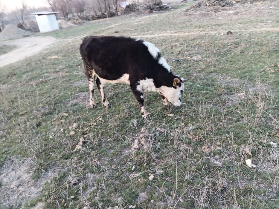 Сүтті құнажын сатылады