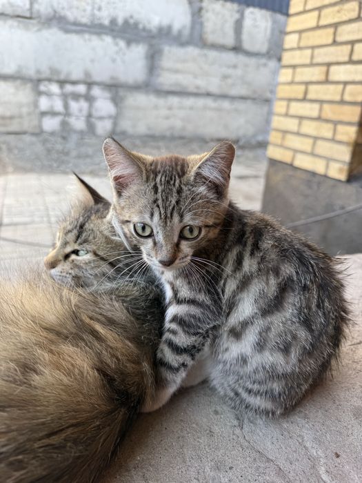 Отдам котят мышеловок