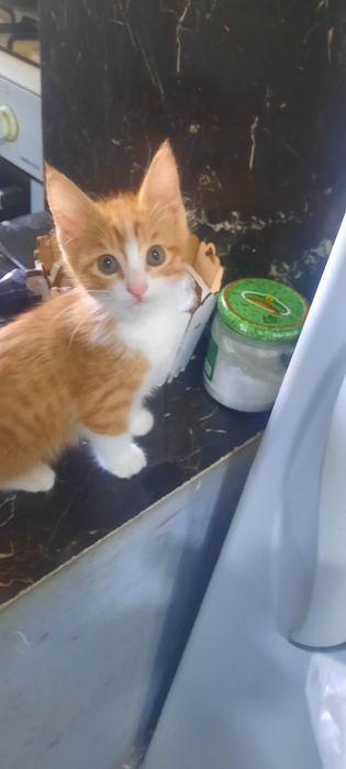 Котенок бесплатно