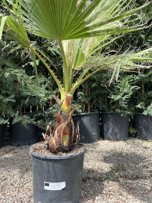 Palmier Washingtonia