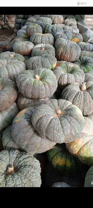 Продам Семена тыквы жаба