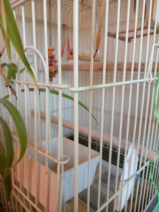 Vând colivie păsări cu accesorii