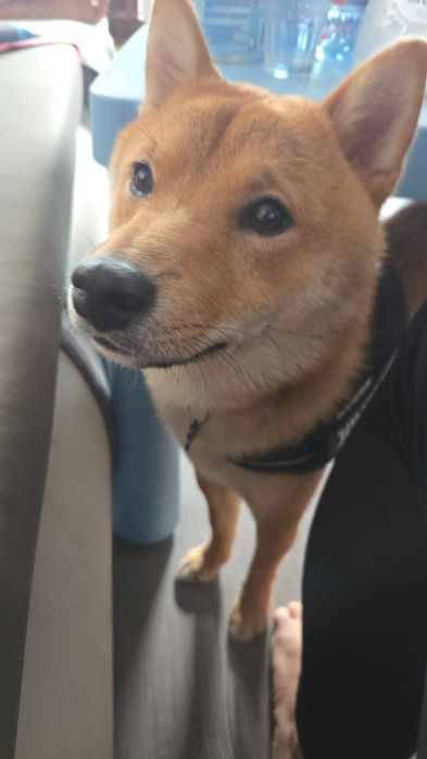 Petsitting si daycare