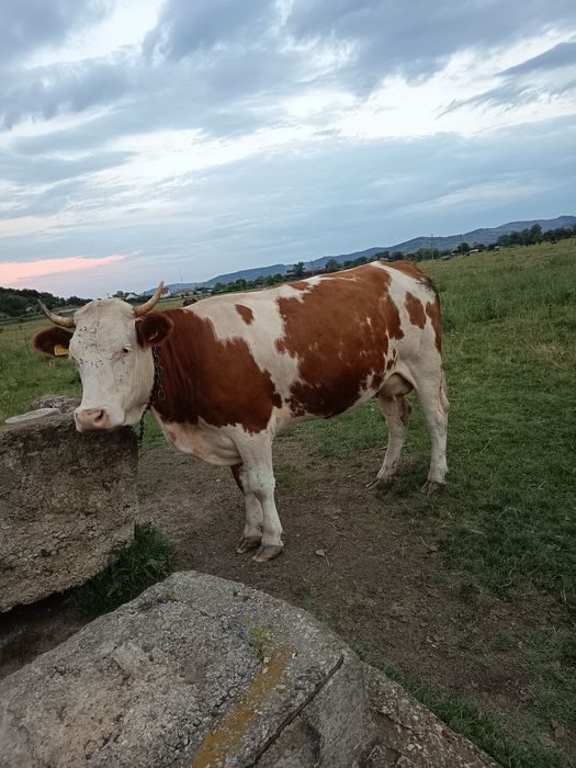 De vânzare vaca la a 2 fatare