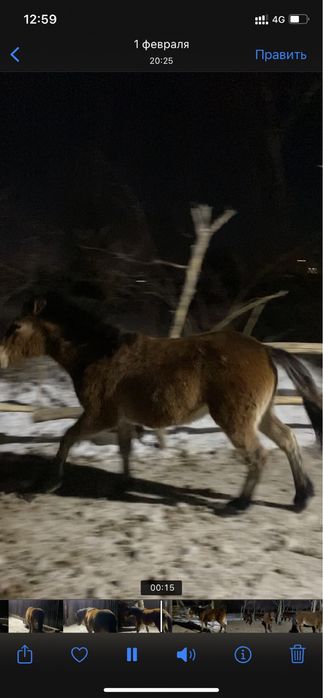 Семіз тай полутяж Ұрғашы Еркек