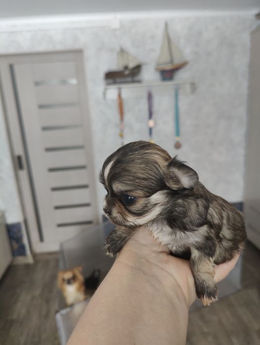 Готовятся к продаже щенки чихуахуа