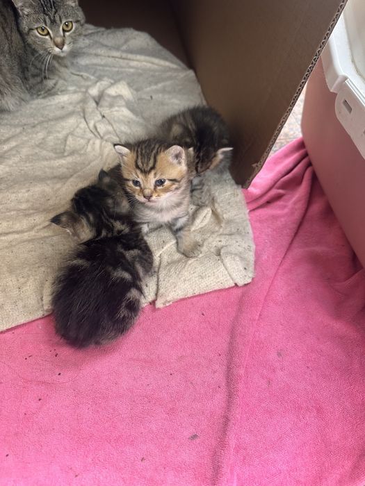Котята в добрые ручки.