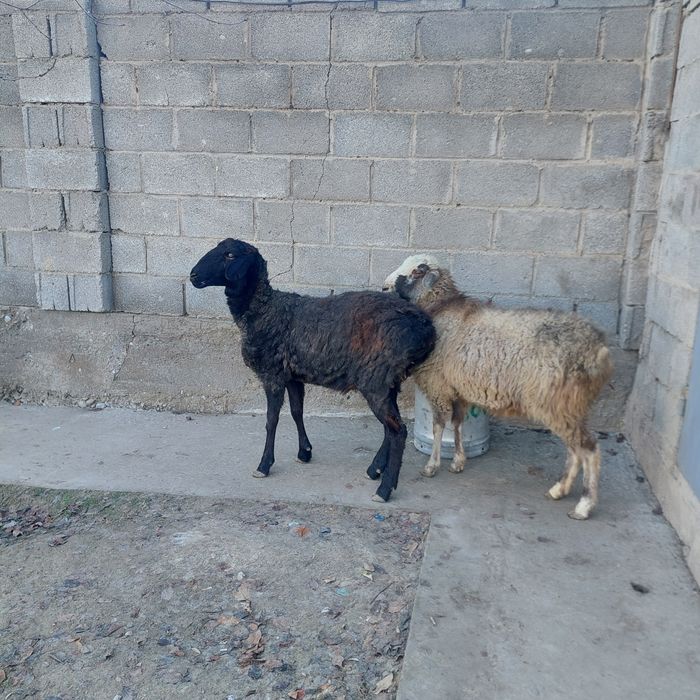 Қой,  тоқты  Самал-2