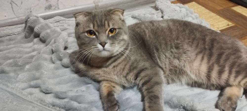 Продаётся Кот — шотландская вислоухая