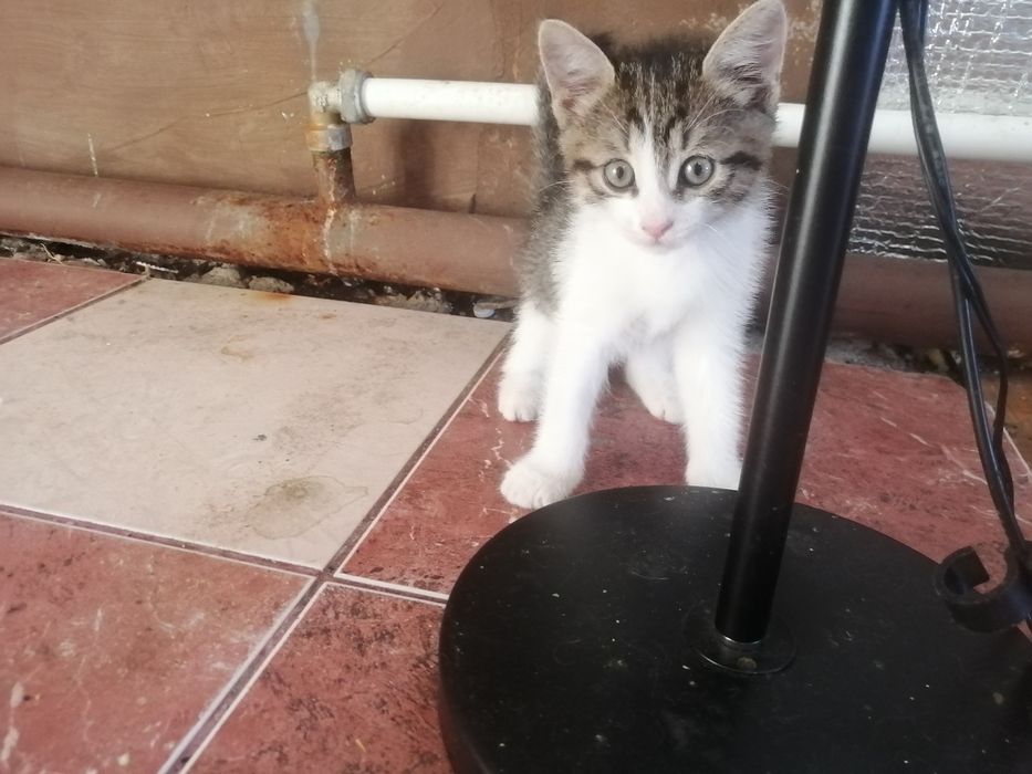 Отдам котёнка в добрые руки