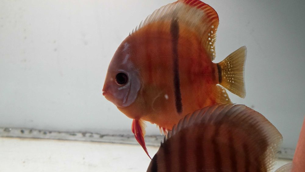 Pesti Acvariu Discus