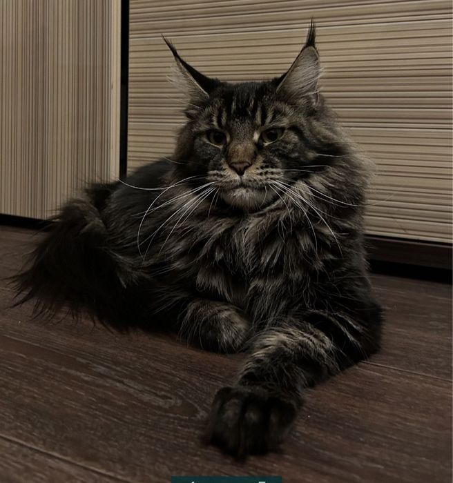 Котята мейнкун. Документы.