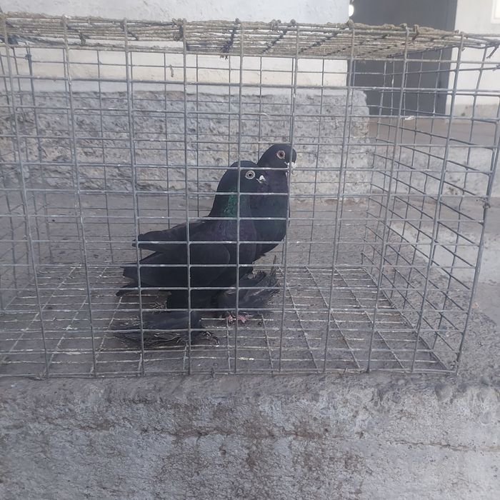 Жук пара лет с игрой сталбом