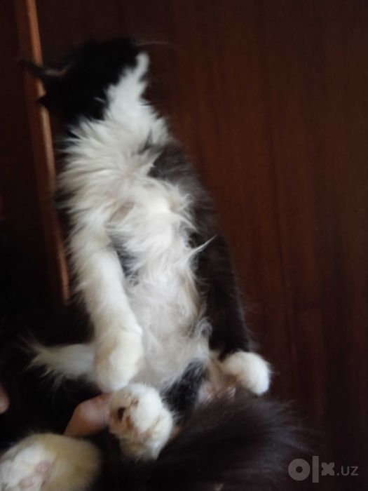 Пушистый котёнок с белыми усиками, 3 месяца, девочка.
