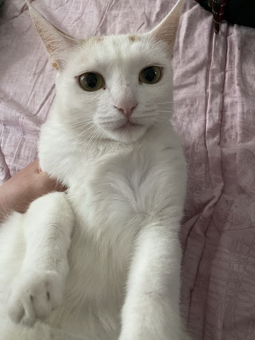 Hadyaga Andijonga mushuk . Кошка даром