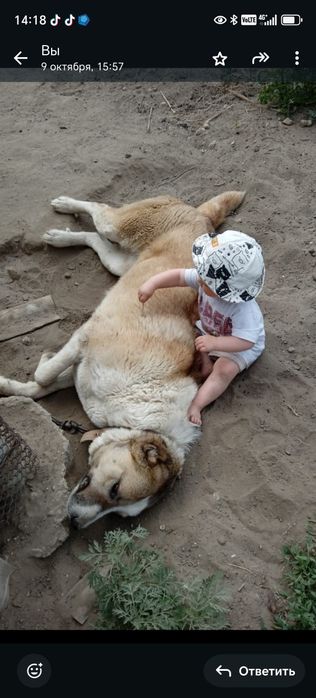 Алабай чистокровная