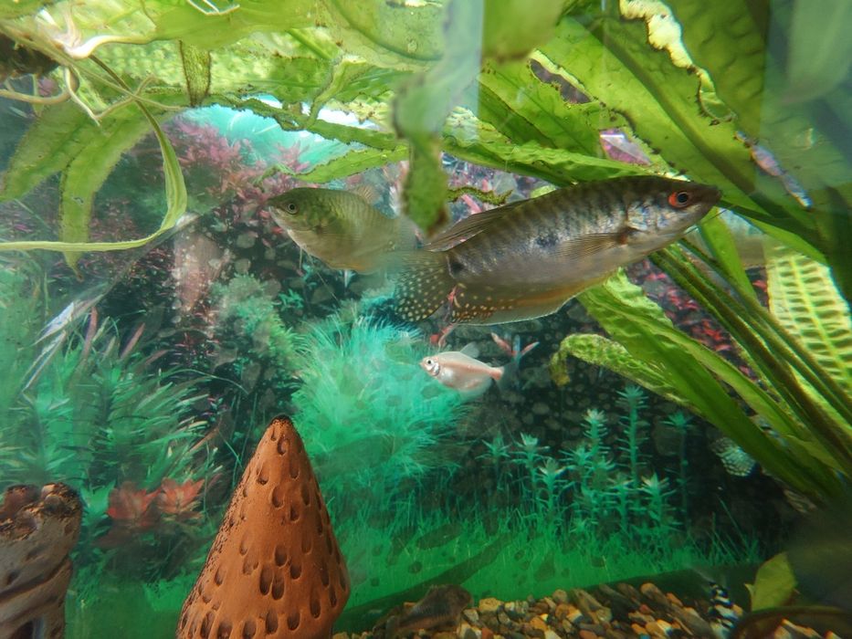 Продам скалярий, сапфировых попугаев