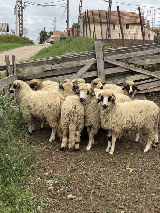 Vand berbectii de prasilă