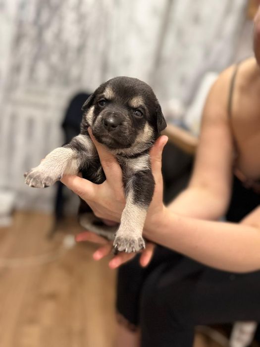 Отдам щенят в хорошие руки