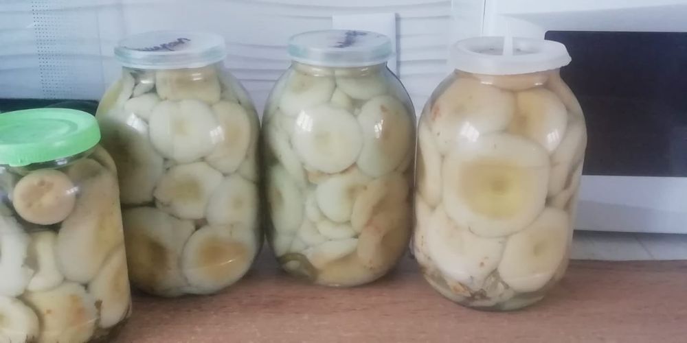 Продам грибы Грузди