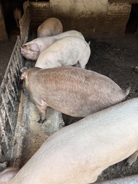 Продаваме прасета