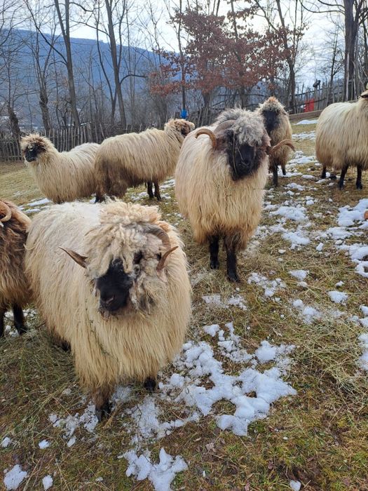 Berbec si noatim disponibil