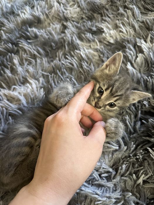 Котёнок в добрые руки. Мушукча хадияга берилади