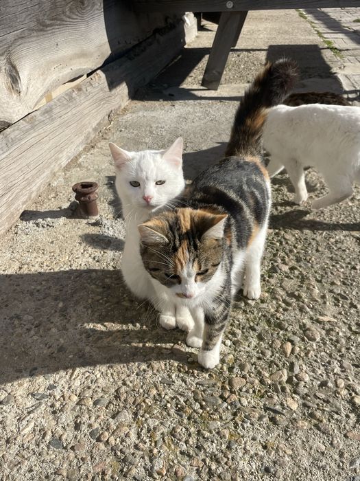 Подарявам котета