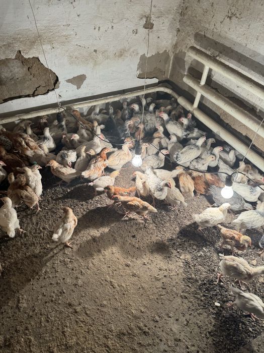 Цыпленки двух месячные