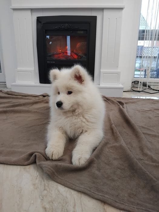 Samoyed fetita din parinti cu pedegree