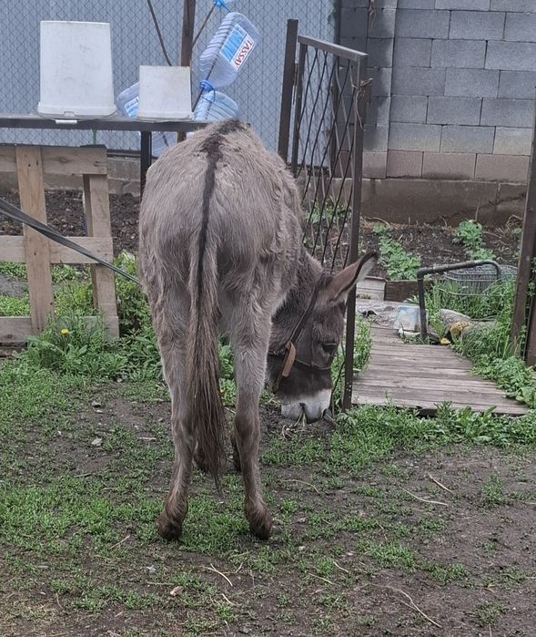 Продам   Ишака .