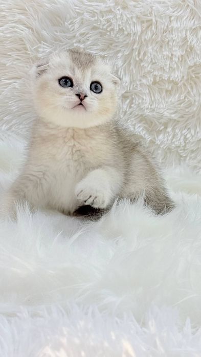 Котята чистокровные