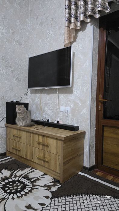 Продаётся Хейланд фолд британский  кошка