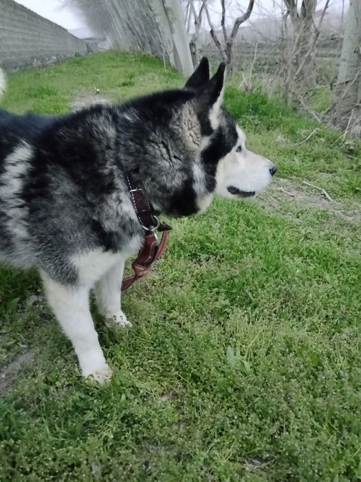 Xaski iti biryarim yoshda