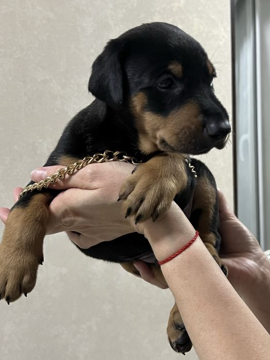 Щенок добермана алиментный