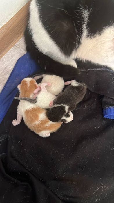 Отдам котят в добрые руки