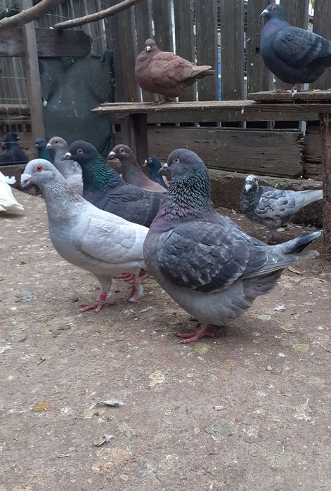 Porumbei Texani 2025