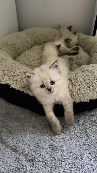 Котета сибирска нева маскарадна