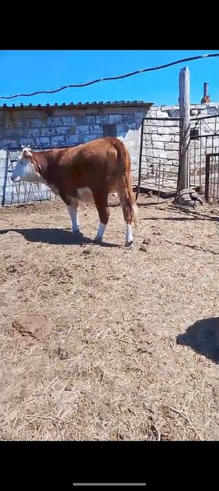 Продам скот на мясо