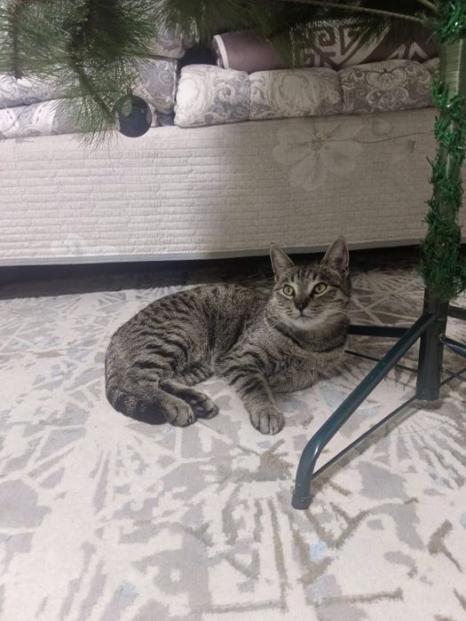 Пропал кот бала бургем кентау