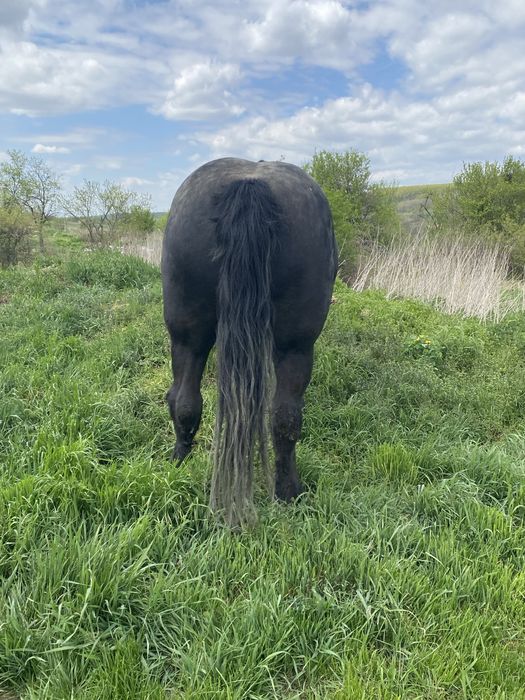 Se vinde dova manze una de 3 ani si una 4