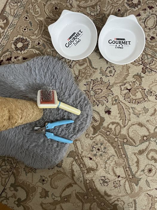 Шлейка ошейник, когтеточка