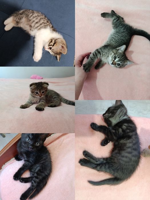 Отдам котят в добрые руки