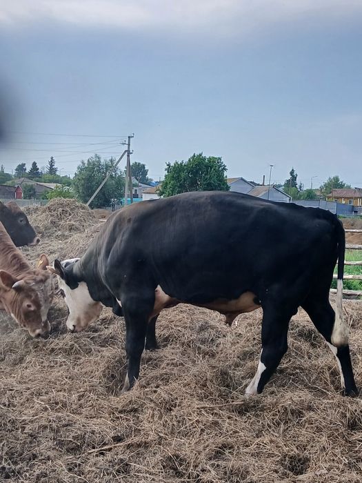 Продам бычка возрастом полтора года, стоит на откорме