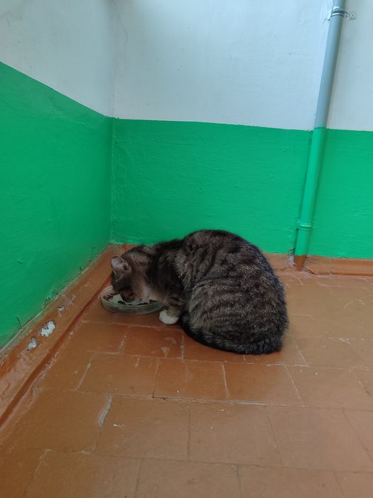 Молодая кошечка ищет дом